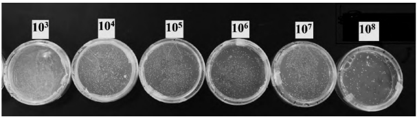 1699490036494031.png 乳酸菌1.png